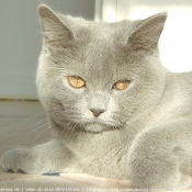 Photo de British shorthair