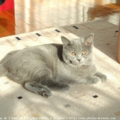 Photo de British shorthair