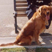 Photo de Golden retriever