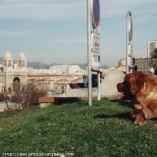 Photo de Golden retriever