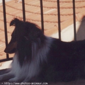 Photo de Chien de berger des shetland