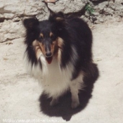 Photo de Chien de berger des shetland