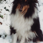 Photo de Chien de berger des shetland