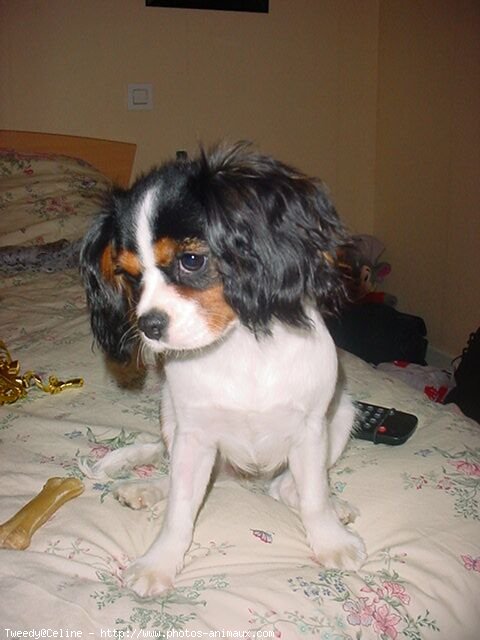 Photo de Cavalier king charles spaniel