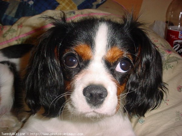 Photo de Cavalier king charles spaniel