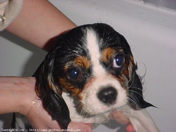 Photo de Cavalier king charles spaniel