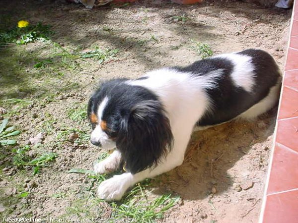 Photo de Cavalier king charles spaniel