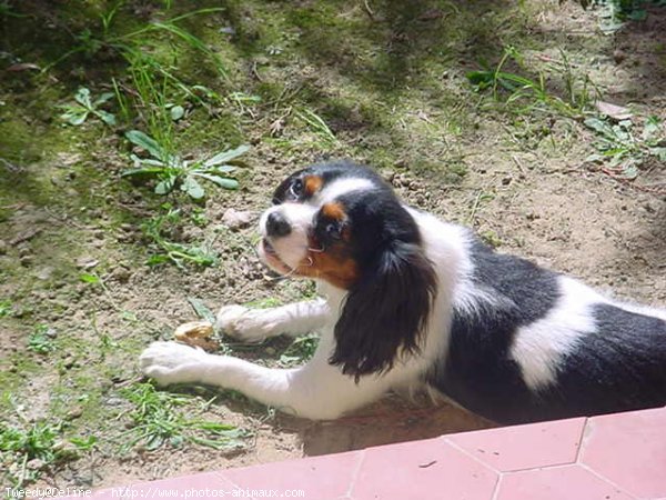 Photo de Cavalier king charles spaniel