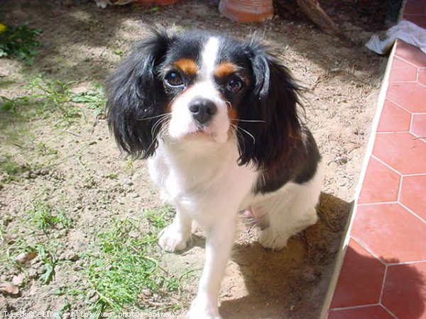 Photo de Cavalier king charles spaniel