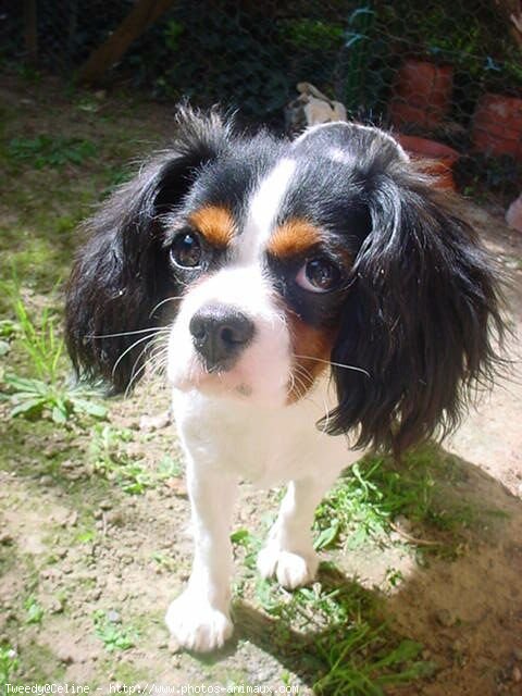 Photo de Cavalier king charles spaniel