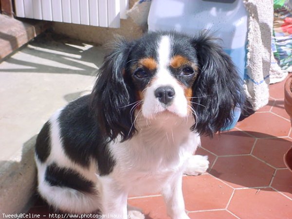 Photo de Cavalier king charles spaniel