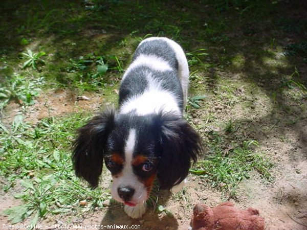 Photo de Cavalier king charles spaniel