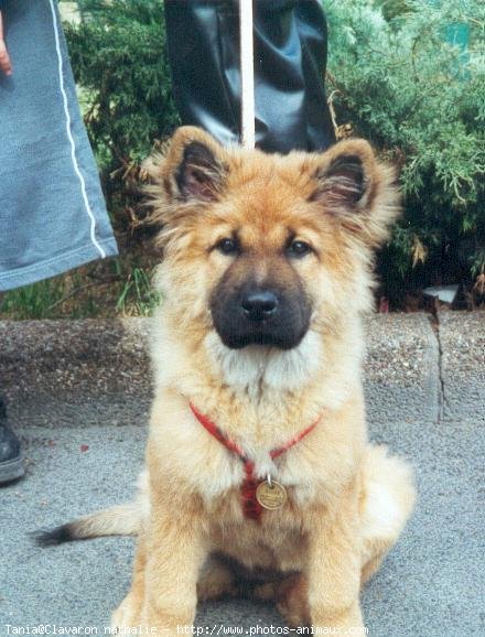 Photo de Chow chow