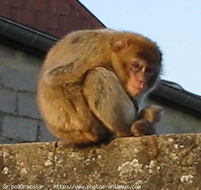 Photo de Singe