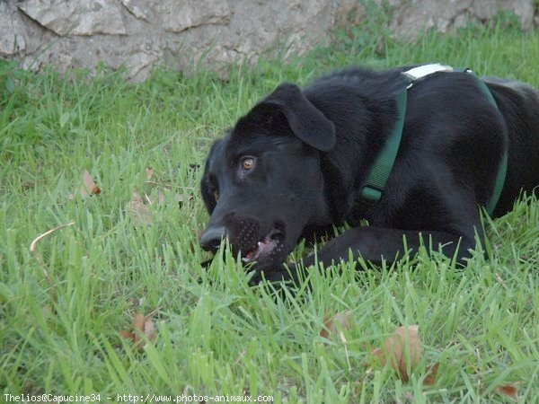 Photo de Labrador retriever