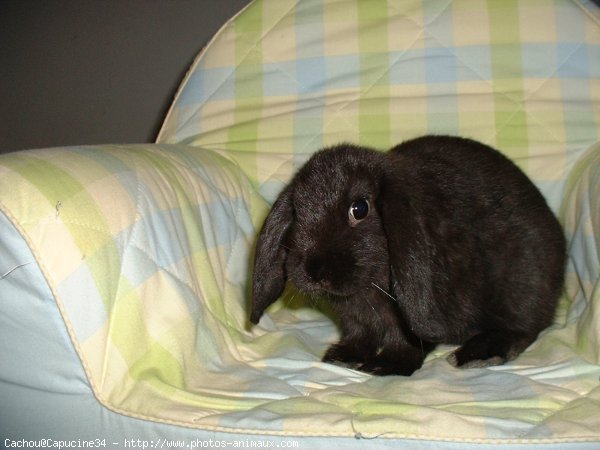 Photo de Lapin