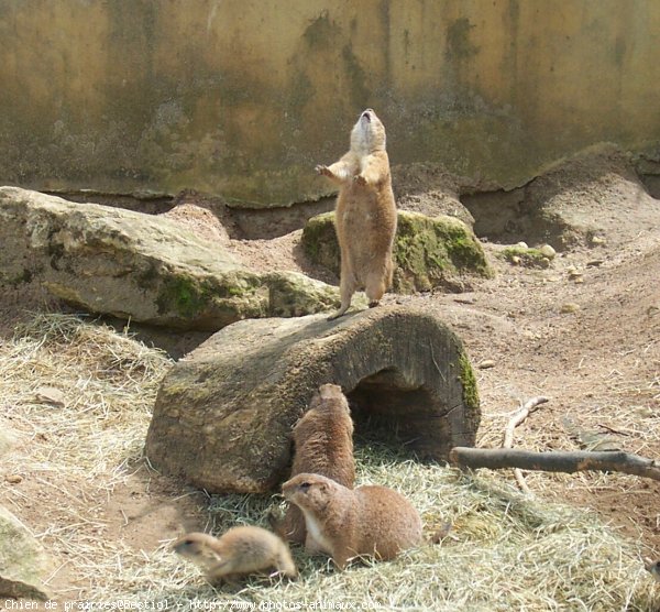 Photo de Chien de prairie