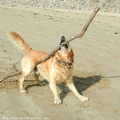 Photo de Golden retriever