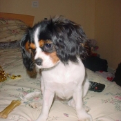 Photo de Cavalier king charles spaniel