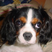 Photo de Cavalier king charles spaniel