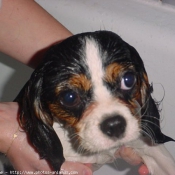 Photo de Cavalier king charles spaniel