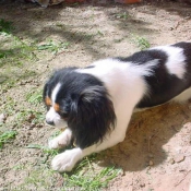 Photo de Cavalier king charles spaniel