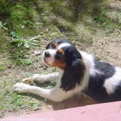 Photo de Cavalier king charles spaniel