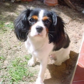 Photo de Cavalier king charles spaniel