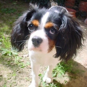 Photo de Cavalier king charles spaniel