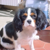 Photo de Cavalier king charles spaniel