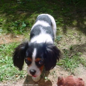 Photo de Cavalier king charles spaniel