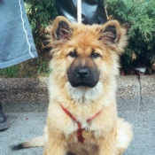 Photo de Chow chow