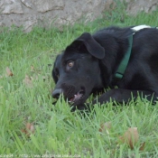 Photo de Labrador retriever