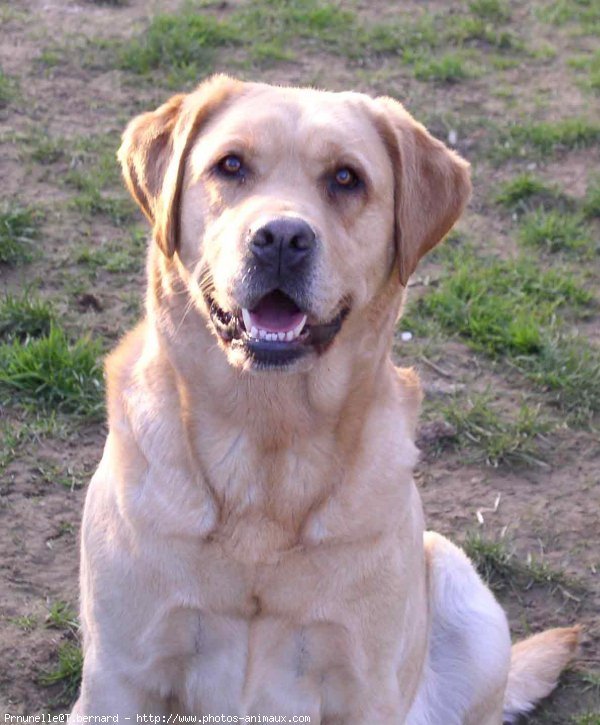 Photo de Labrador retriever