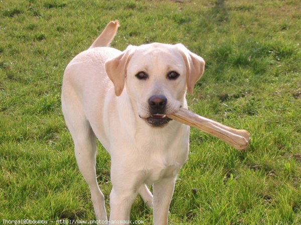 Photo de Labrador retriever