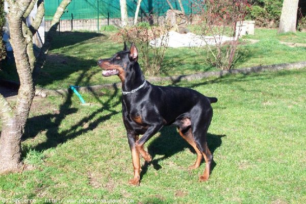 Photo de Dobermann