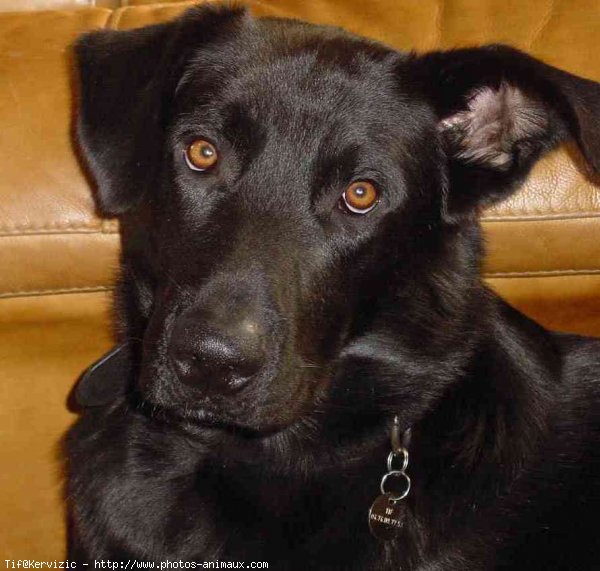 Photo de Labrador retriever