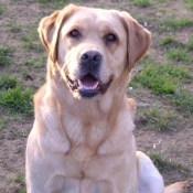 Photo de Labrador retriever