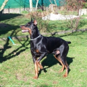 Photo de Dobermann