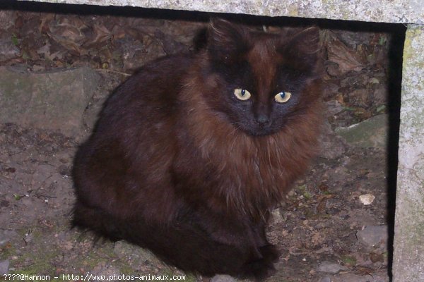 Photo de Chat domestique