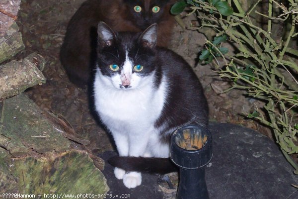 Photo de Chat domestique