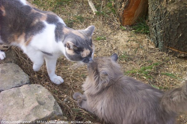 Photo de Chat domestique