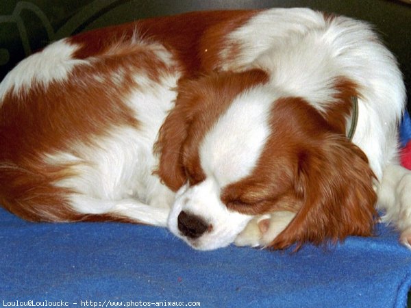 Photo de Cavalier king charles spaniel