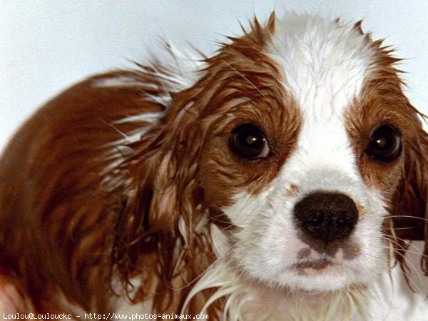 Photo de Cavalier king charles spaniel