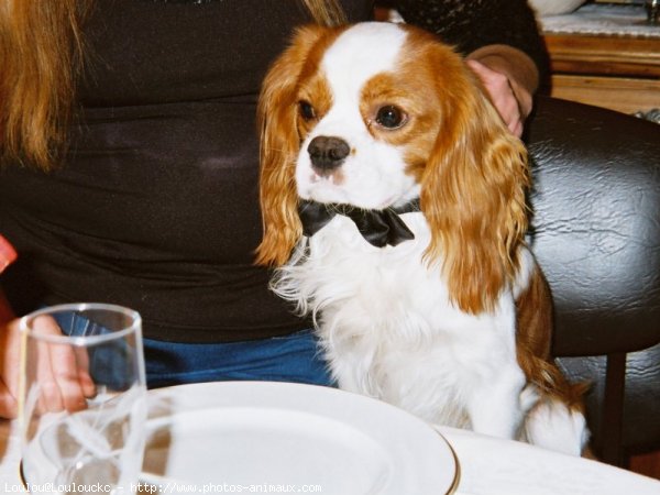 Photo de Cavalier king charles spaniel