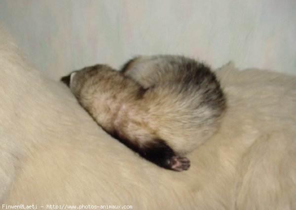 Photo de Furet