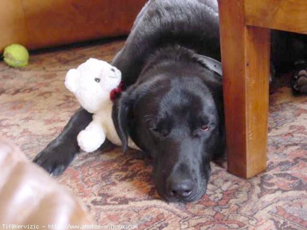 Photo de Labrador retriever