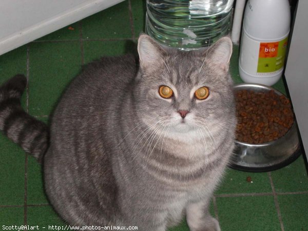 Photo de British shorthair