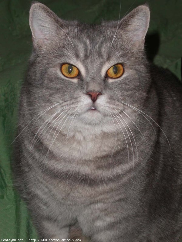 Photo de British shorthair