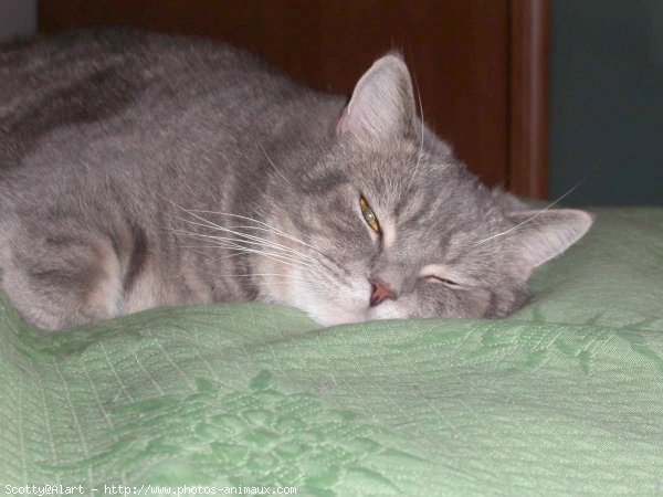 Photo de British shorthair